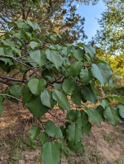Prunus armeniaca