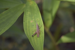 Phlaeoba antennata