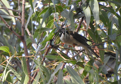 Melithreptus gularis