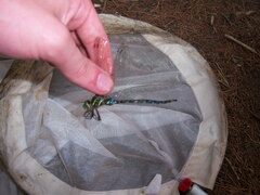 Aeshna umbrosa umbrosa
