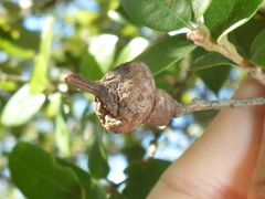 Heteroecus sanctaeclarae