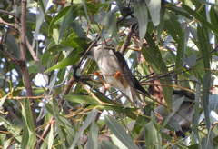 Melithreptus gularis