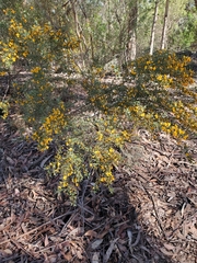 Podolobium ilicifolium