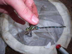 Aeshna umbrosa umbrosa