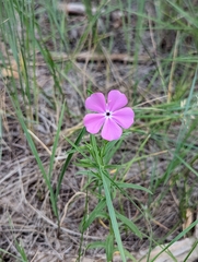 Phlox nana
