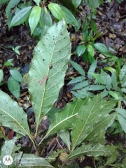 Quercus xalapensis