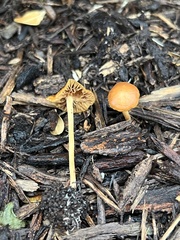 Agrocybe arvalis