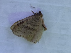 Operophtera bruceata