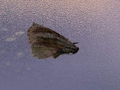Operophtera bruceata
