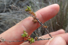 Crassula subulata fastigiata
