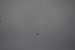 Aerodramus germani germani