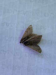 Operophtera bruceata