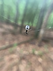 Micrathena mitrata