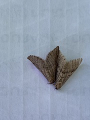 Operophtera bruceata
