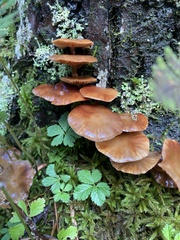 Armillaria nabsnona