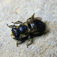 Megachile centuncularis