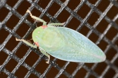 Gyponana