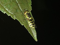 Odontomyia cincta