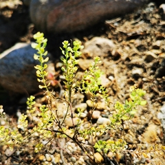Lepidium densiflorum