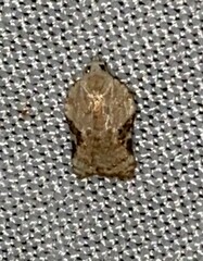 Acleris subnivana