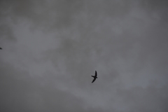 Aerodramus germani germani
