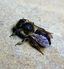 Megachile centuncularis