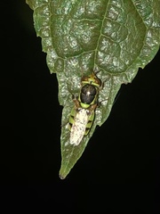 Odontomyia cincta