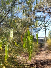 Acacia linifolia