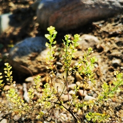 Lepidium densiflorum