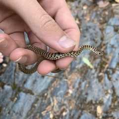 Coluber constrictor mormon