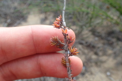 Crassula subulata fastigiata
