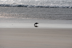 Larus dominicanus dominicanus