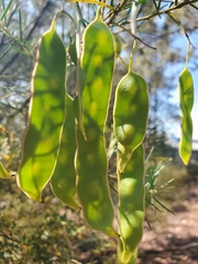 Acacia linifolia