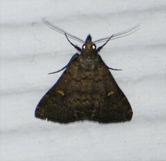 Hypenula cacuminalis