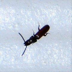 Taphroscelidia linearis