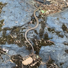 Coluber constrictor mormon