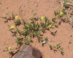 Tribulopis pentandra