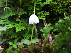 Mycena epipterygia
