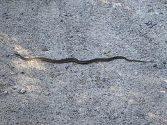 Thamnophis elegans vagrans