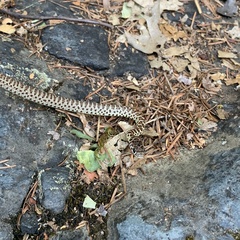 Coluber constrictor mormon