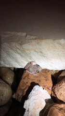 Eleutherodactylus marnockii