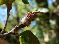 Heteroecus sanctaeclarae