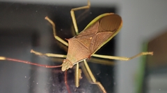 Paradasynus spinosus