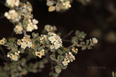 Pomaderris forrestiana