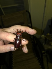 Lucanus capreolus