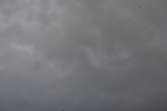 Aerodramus germani germani