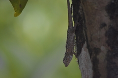 Calotes bachae