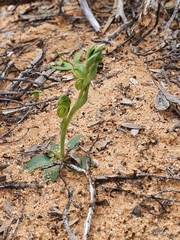 Pterostylis mutica