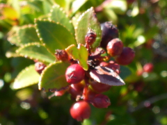 Vaccinium ovatum