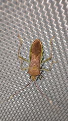 Paradasynus spinosus